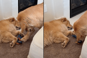 dog toy video