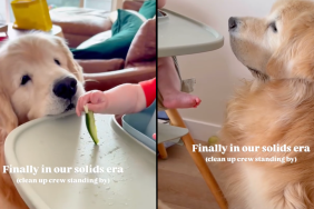 dog baby leftovers