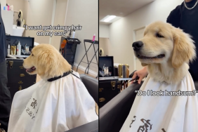 puppy video