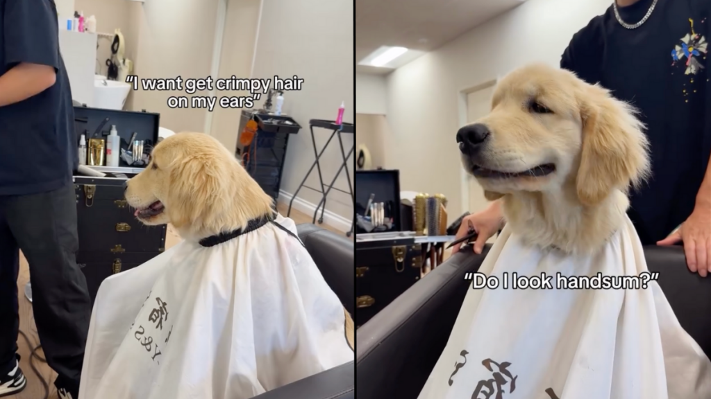 puppy video
