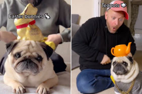 pug video