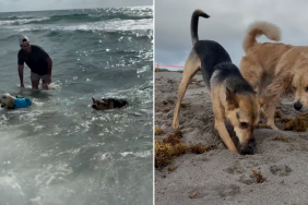 rescue dog play date video