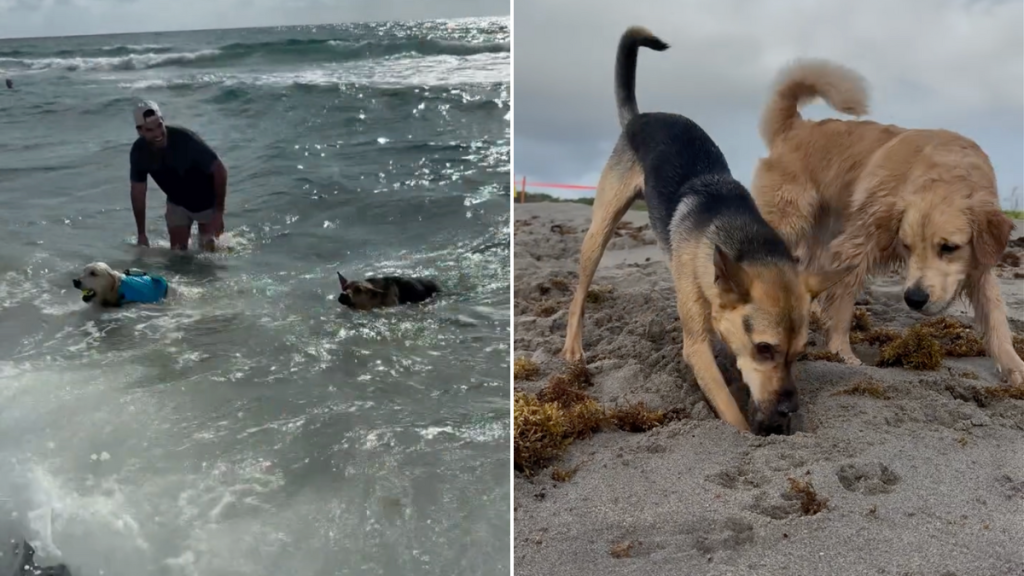 rescue dog play date video