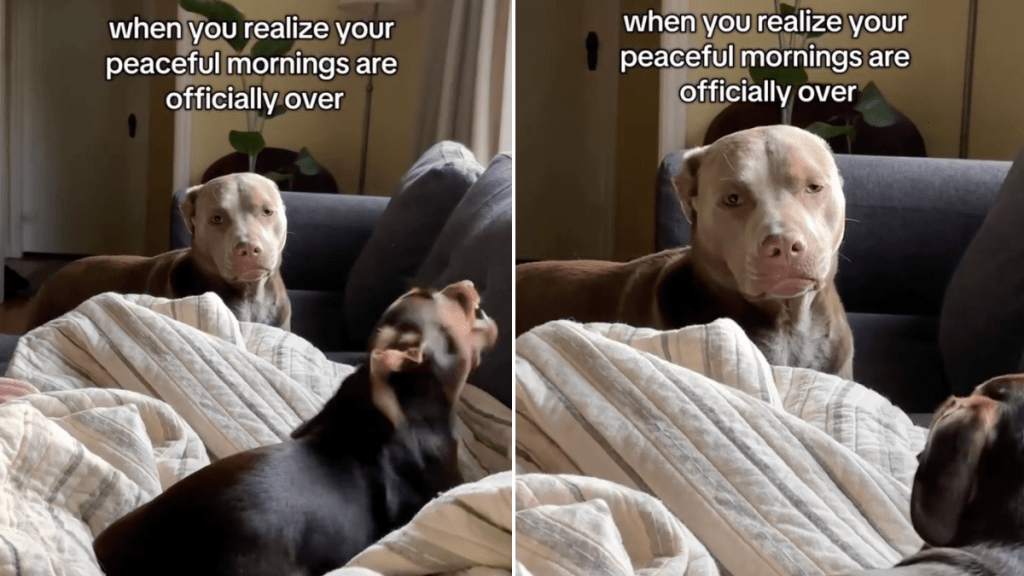 dog expression video