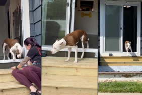 dog stairs video