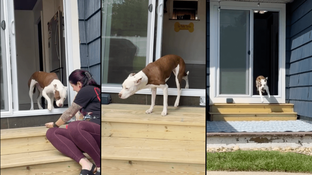 dog stairs video