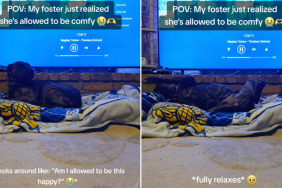 foster dog video