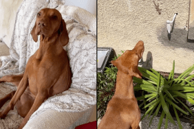 dog lizards video
