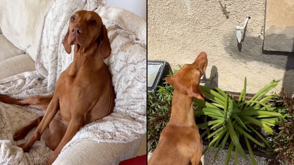 dog lizards video
