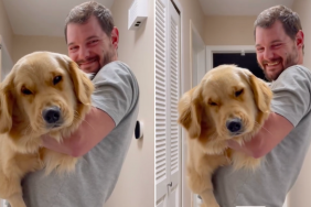 Golden Retriever tired video