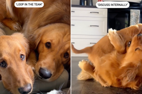 dog email lingo video