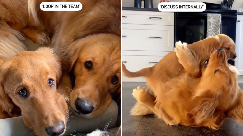 dog email lingo video