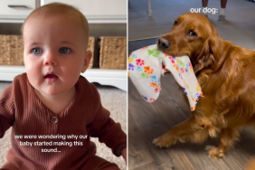 Golden Retriever baby dog sound video