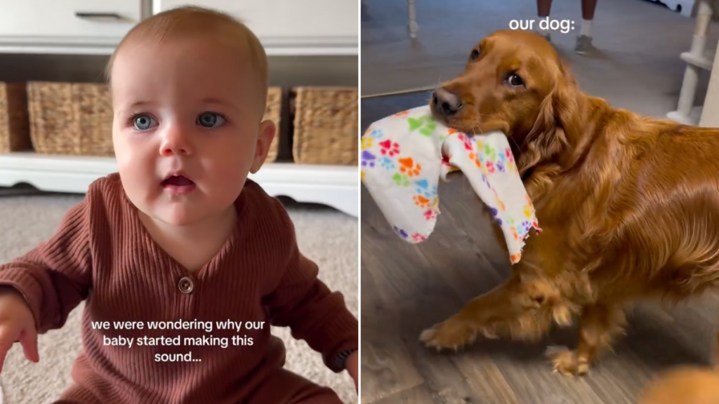 Golden Retriever baby dog sound video
