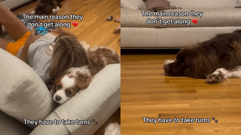 dog snuggle video