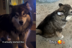 dog voice video