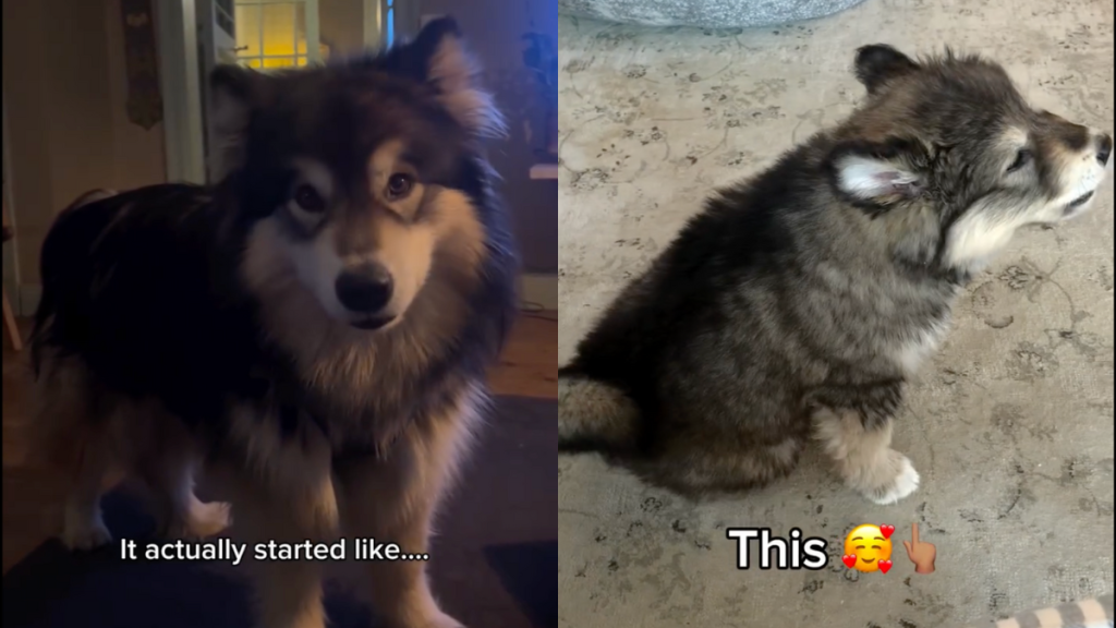 dog voice video