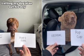 dog outing video