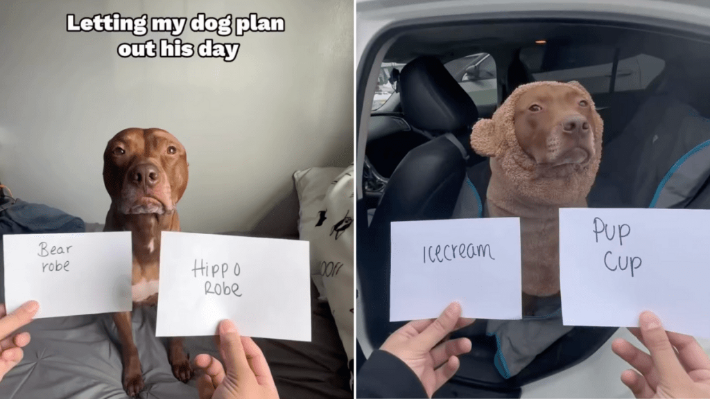 dog outing video