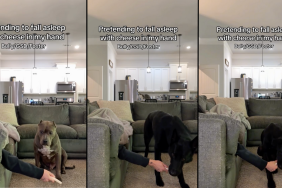 dogs video