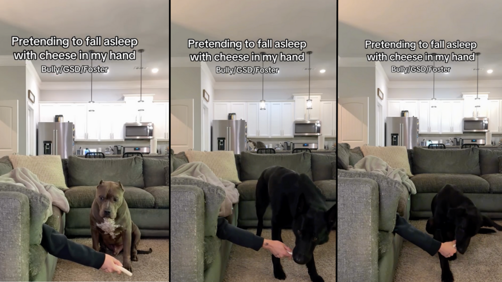 dogs video