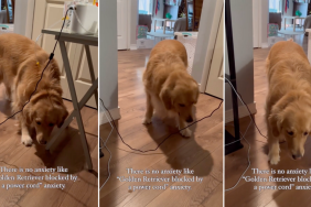 Golden Retriever fear dog video