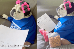 dog vet bill video