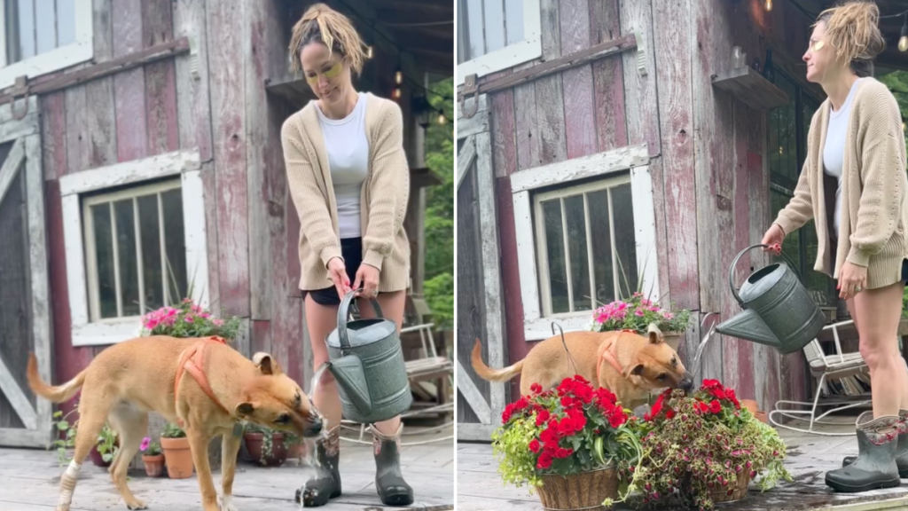 dog gardener water video