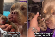 dog puppy video