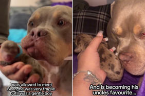 dog puppy video