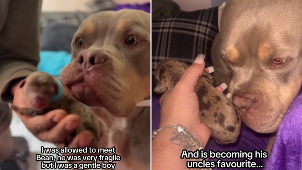dog puppy video