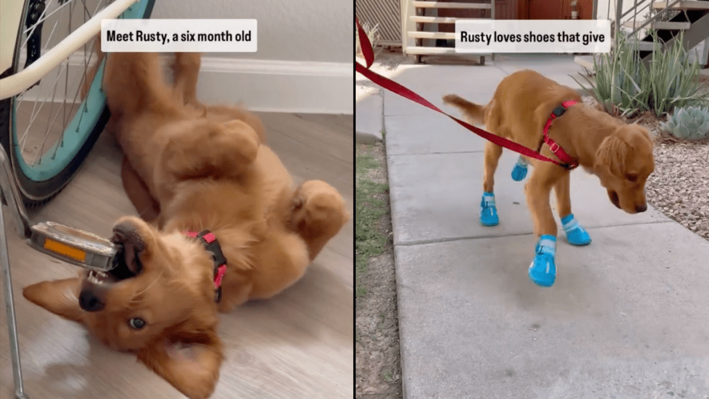 golden retriever puppy video