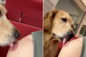 dog pepperoni video