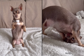 Chihuahua dog trick video