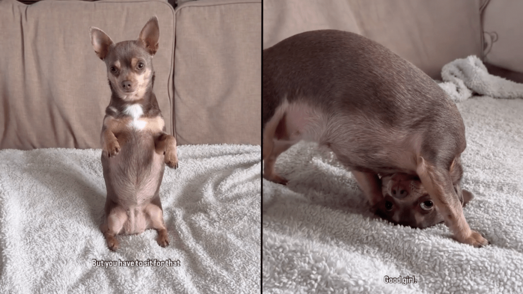 Chihuahua dog trick video
