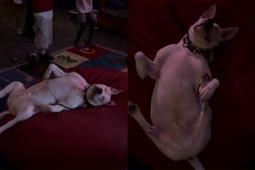 deaf dog video