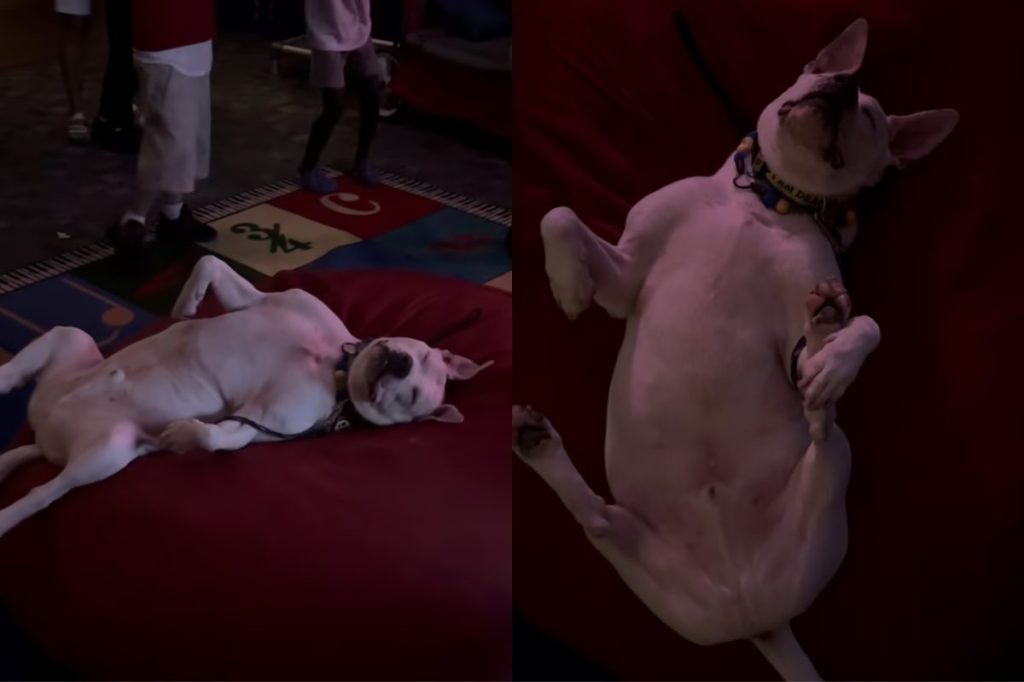 deaf dog video