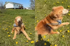 senior dog video