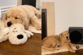 viral dog video