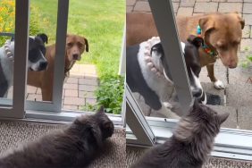 Pit Bull cat video