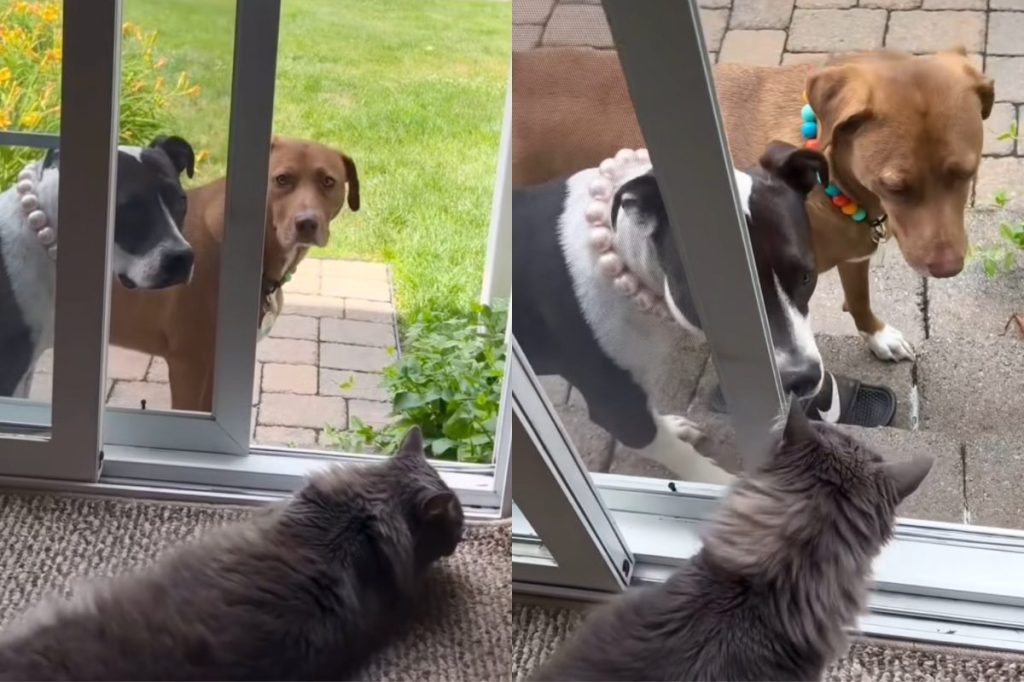 Pit Bull cat video