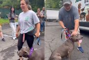 shelter dog adoption video