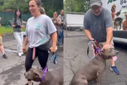 shelter dog adoption video