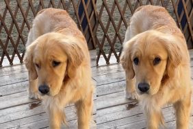 Golden Retriever video