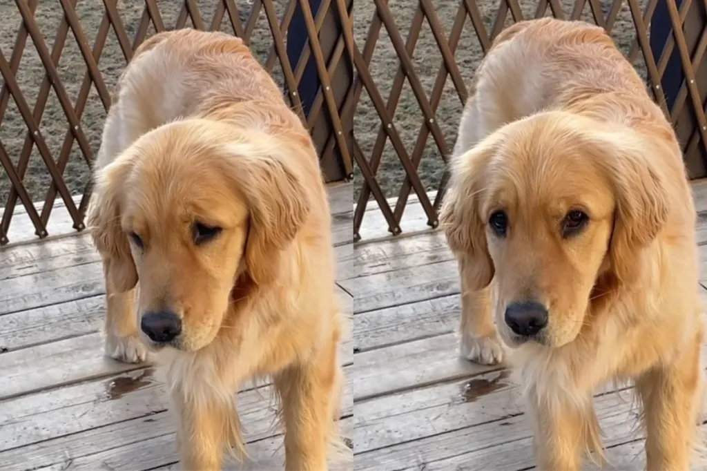 Golden Retriever video