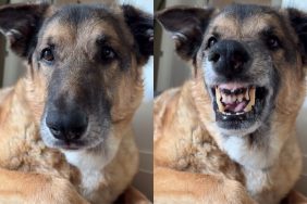 dog cheese video