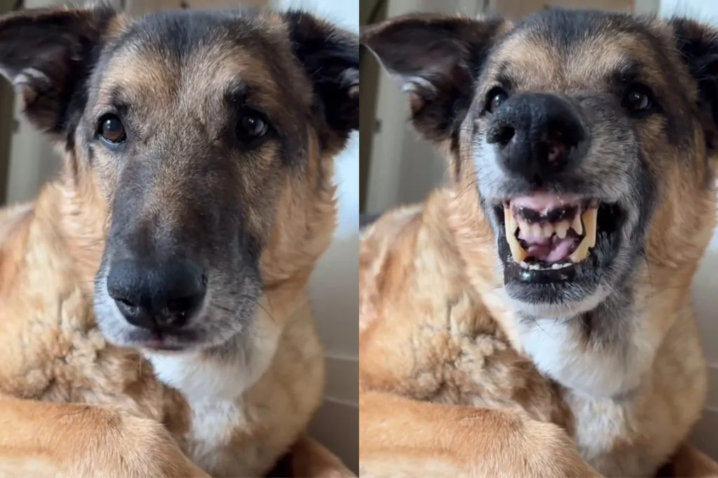 dog cheese video