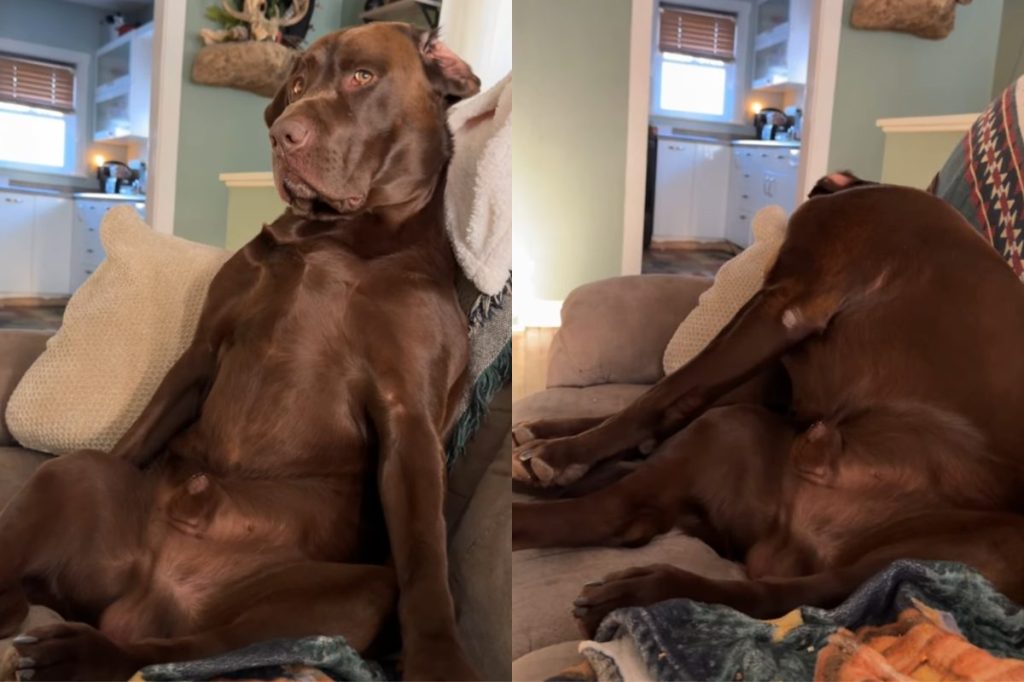 Labrador video