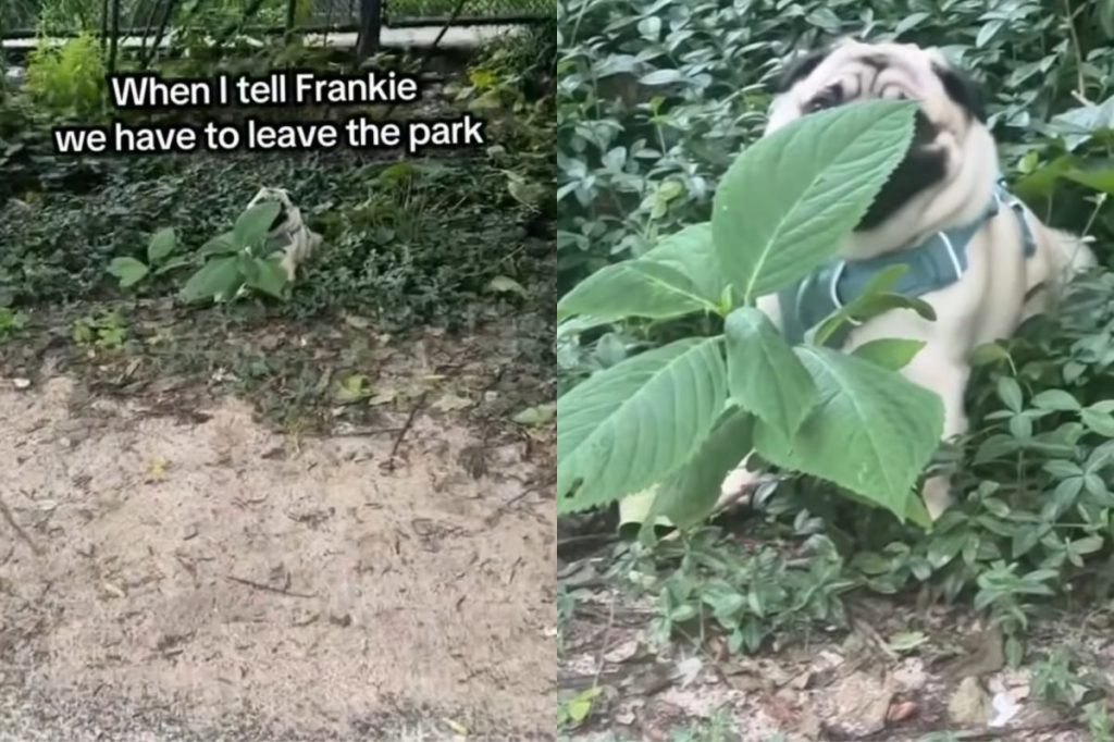 pug park video