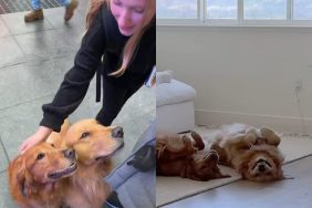 dogs public home video